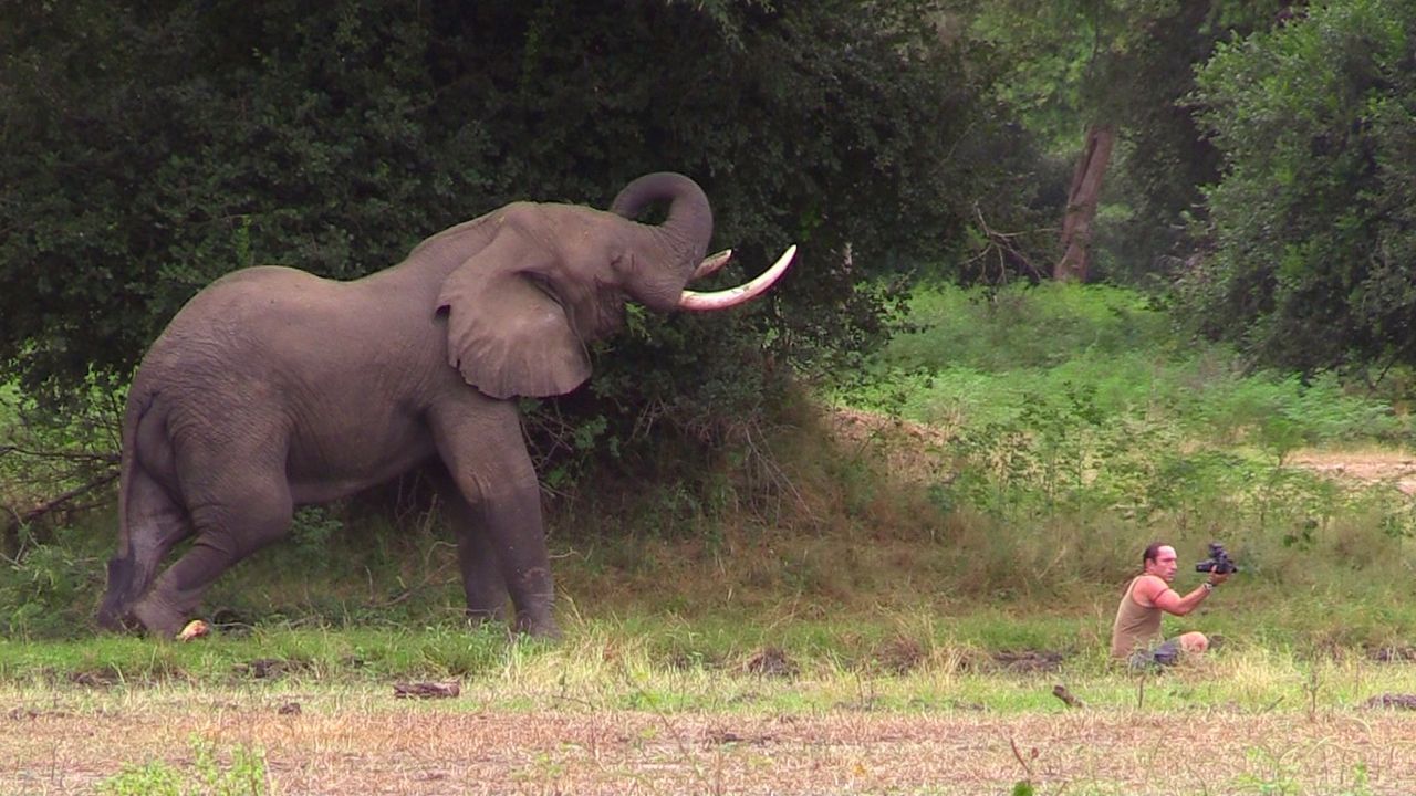 Elefantenbulle-posiert-in-Richards-Naehe - Bildquelle: kabel eins