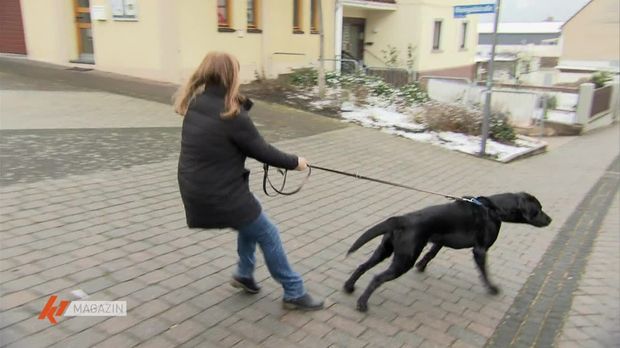 K1 Magazin Video Dieser Trick hilft, wenn der Hund an der Leine