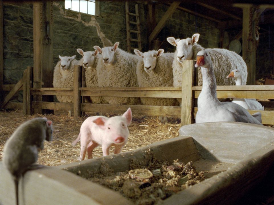 Auf der Zuckermann-Farm leben neben der Spinne Charlotte auch Schafe, die Gänse Golly und Gussy und die Ratte Templeton. Nullkommanichts hat sich Wi... - Bildquelle: © CBS International Television (ehem: Paramount Pictures International)