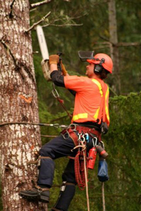 Die Holzfäller erklimmen mit Gurt und Steigeisen die bis zu 60 Meter hohen Bäume und kappen gewaltige Äste und Kronen in schwindelerregenden Höh... - Bildquelle: Patrick Cummings kabel eins
