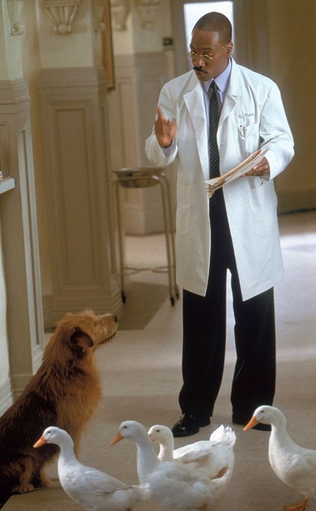 Als einige Gänse durch die Praxis spazieren, muss Dr. Dolittle (Eddie Murphy) seinem Hund Lucky ins Gewissen reden ... - Bildquelle: 1998 Twentieth Century Fox Film Corporation. All rights reserved.