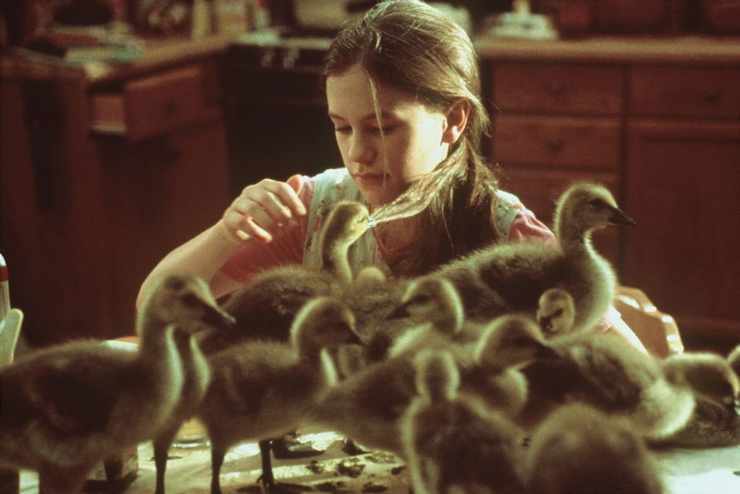Amy (Anna Paquin) findet im Wald ein verlassenes Nest mit Gänseeiern. Sie baut einen Brutkasten und wird für die Küken zum Mutterersatz ... - Bildquelle: Columbia Pictures