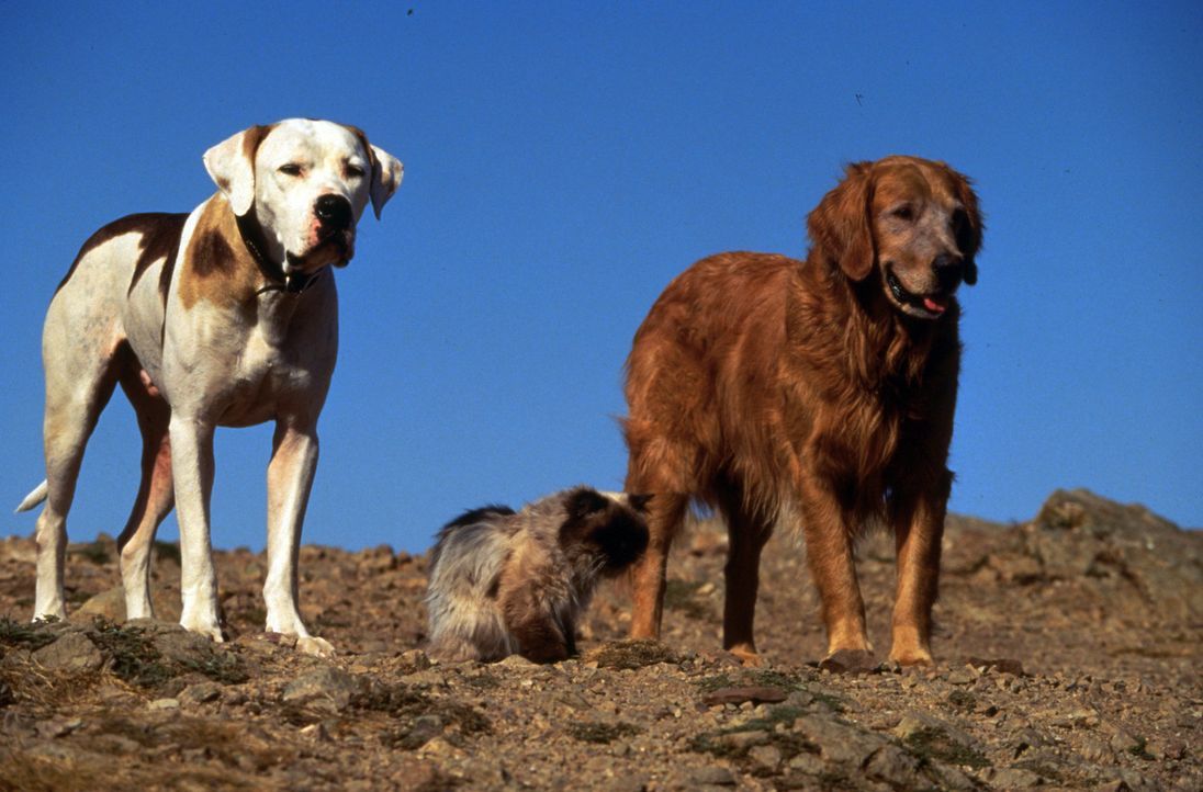 Geraten mal wieder in ein gefährliches Abenteuer: Dogge Chance (l.), Golden-Retriever Shadow (r.) und Siamkatze Sassy (M.) - Bildquelle: Walt Disney Pictures