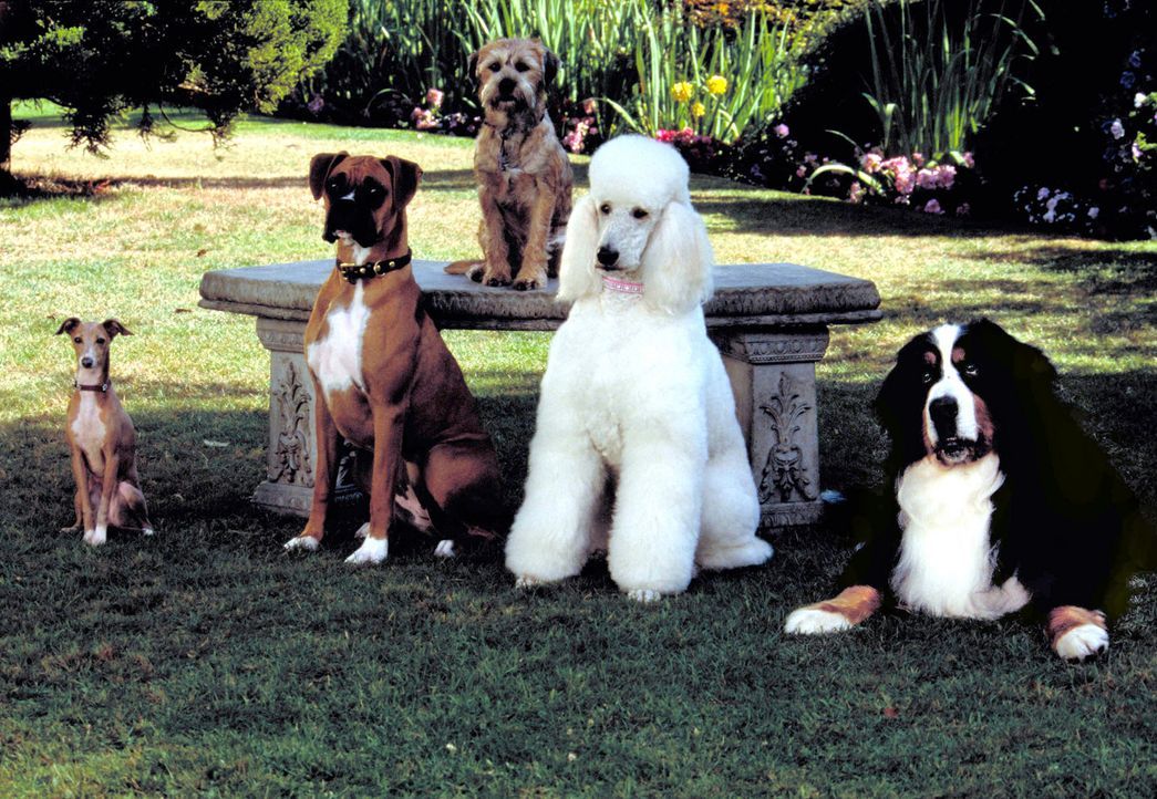 Als zu befürchten ist, dass die Chefin, eine deutsche Dogge, wutentbrannt alle Hunde von der Erde zurück zum Sirius beordern wird, entwickeln (v.l... - Bildquelle: Metro-Goldwyn-Mayer Studios Inc. All Rights Reserved.