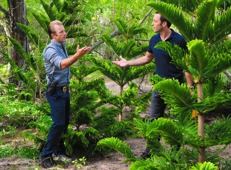 Weihnachten steht vor der Tür und während Steve (Alex O'Loughlin, r.) und Danny (Scott Caan, l.) einen Baum dafür kaufen möchten, wird auf dem Simul... - Bildquelle: 2014 CBS Broadcasting Inc. All Rights Reserved.