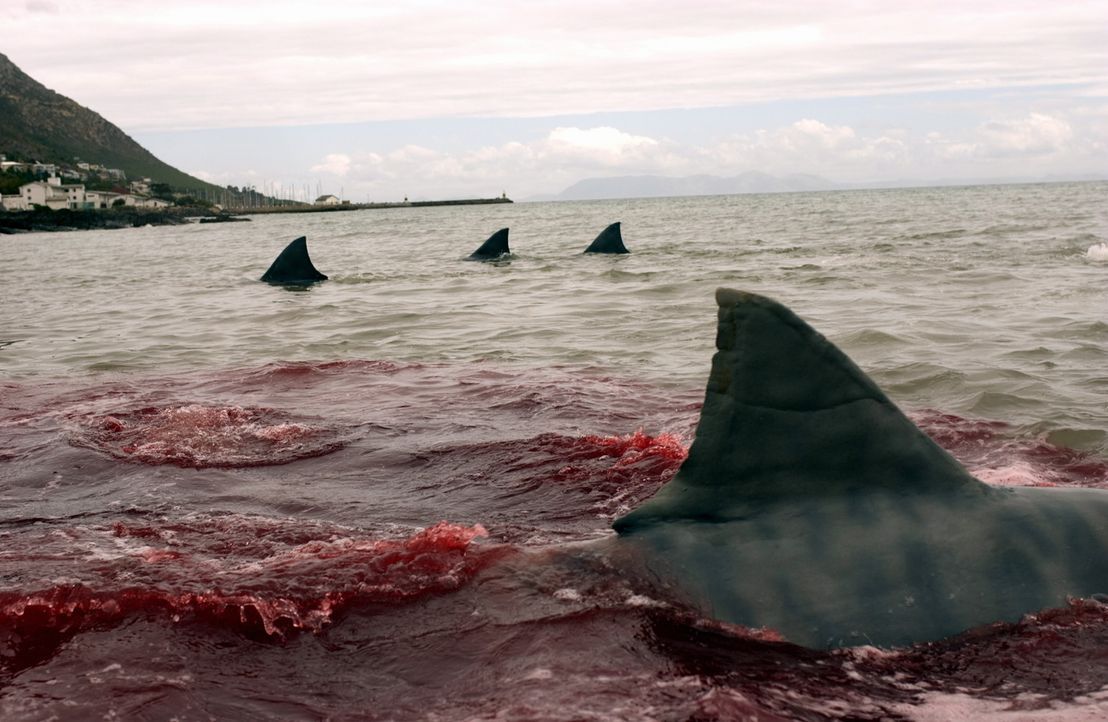 Immer wieder finden die Haie unter den leichtsinnigen jungen Leute neue Beute ... - Bildquelle: CBS Television