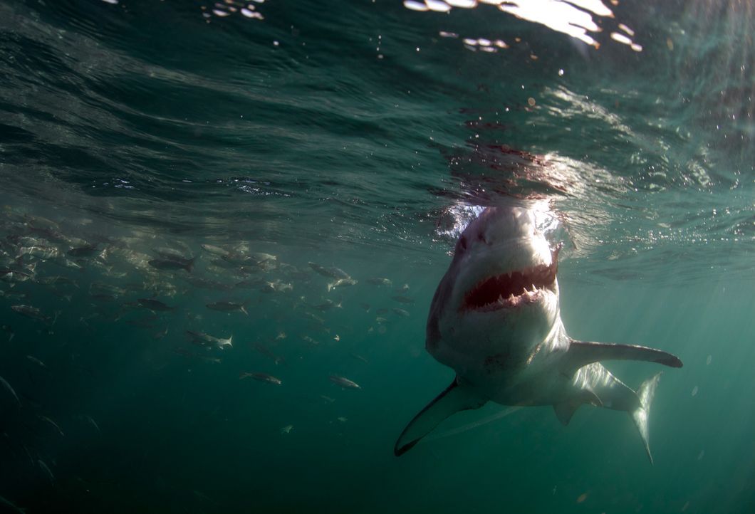Colossus: Der weiße Riesenhai lebt wenige Kilometer vor der Küste von Südafrika, in der Nähe von Seal Island. Die Gewässer rund um diese kleine Inse... - Bildquelle: Chris Fallows Discovery Channel