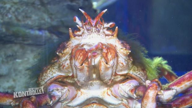 Achtung Kontrolle - Achtung Kontrolle! - Thema U.a.: Krabben Auf Abwegen - Sea Life Transport
