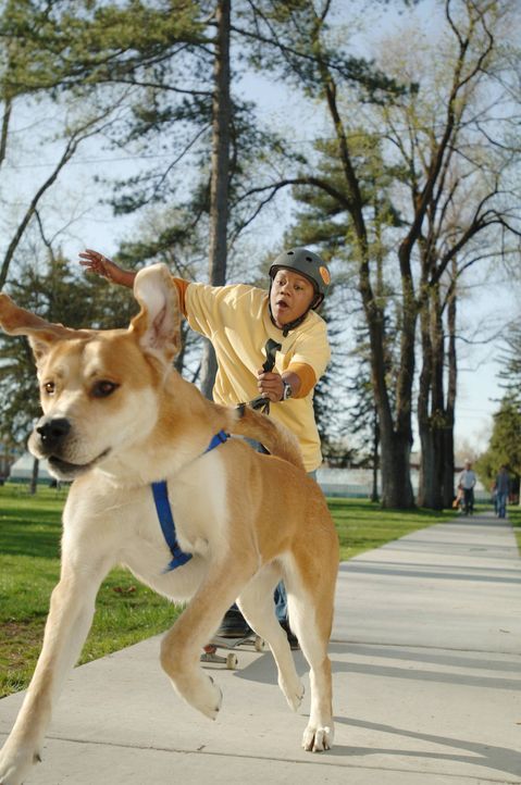 Als Calvin (Kyle Massey) den Bernhardiner Tyko aus dem Tierheim holt, wähnt er das Preisgeld vom Hundewettbewerb schon in seiner Tasche. Doch schon... - Bildquelle: The Disney Channel
