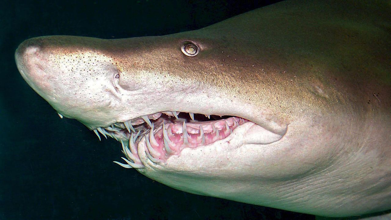 Sandtigerhai - Bildquelle: dpa