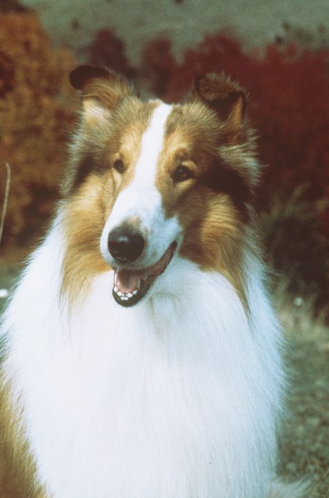 Eines Tages läuft Matt die zutrauliche Hündin Lassie zu. Schon bald erweist sich Lassie als wahrer  Freund ... - Bildquelle: Paramount Pictures