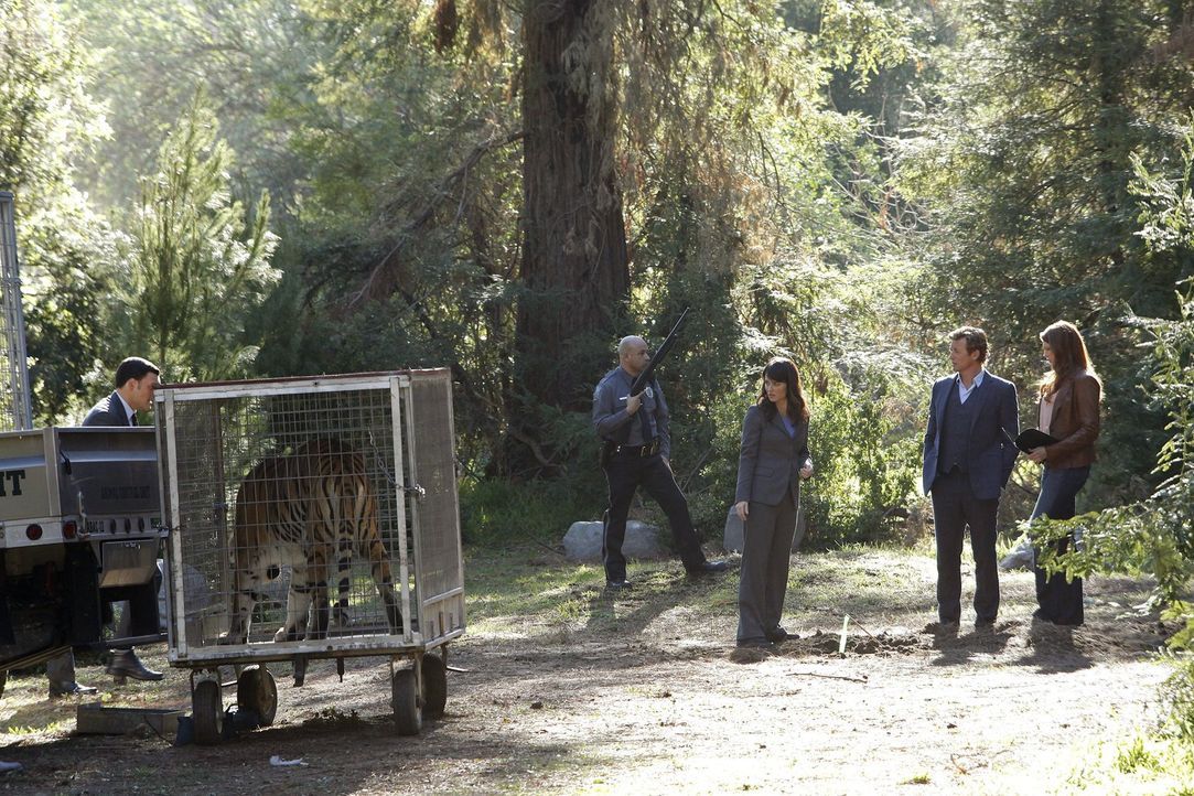 Ein neuer Mordfall beschäftigt Wayne (Owain Yeoman, l.), Teresa (Robin Tunney, M.), Patrick (Simon Baker, 2.v.r.) und Grace (Amanda Righetti, r.) ... - Bildquelle: Warner Bros. Television