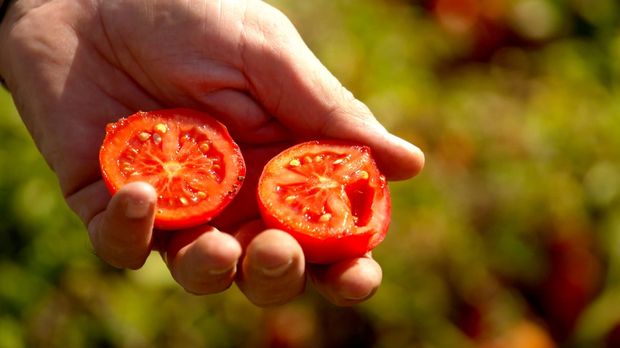 Abenteuer Leben - Abenteuer Leben - Donnerstag: Die Beste Tomate Der Welt Und Ihr Geheimnis