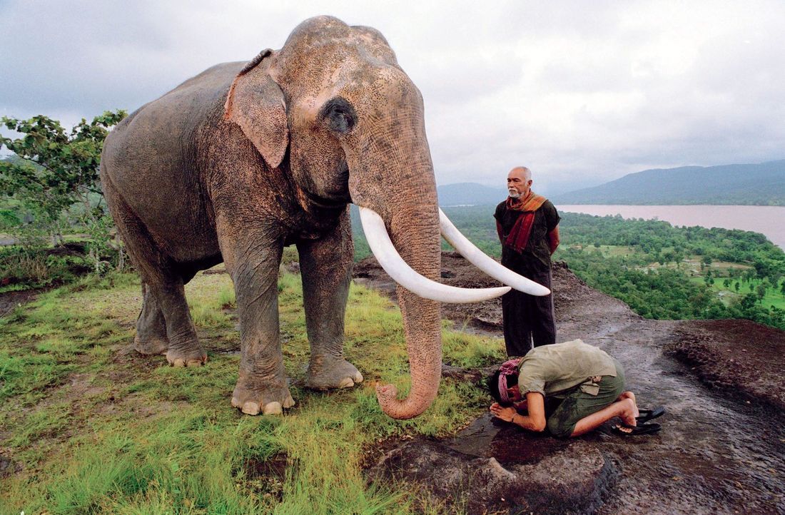 Kham (Tony Jaa, vorne) und sein Vater (Sotorn Rungruaeng, hinten) verehren die Elefanten des Dorfes zutiefst. Deshalb ist die Bestürzung sehr groß,... - Bildquelle: e-m-s the DVD-Company